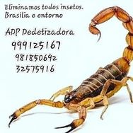 Adp Dedetizadora