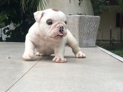 Filhote Bulldog Ingles Femêa 34 Dias Pura Linhagem