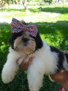 Shih Tzu Femea Pronta Entrega