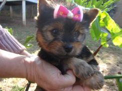 Yorkshire Terrier Lindos Filhotes