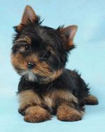 Adquira Ja um Lindo Filhote de Yorkshire Terrier