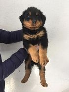 Rottweiler o único e Verdadeiro Cabeça de Touro Legitimo!