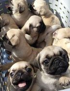 Fotos Similares: Pugs à Pronta Entrega 