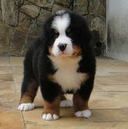 Bernese Mountain