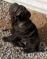 Sharpei Cinza e Preto