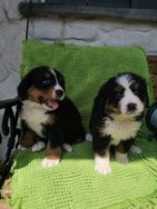 Bernese Mountain Dog