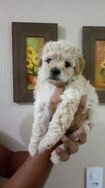 Filhote de Poodle 40 Dias