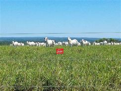 Fazenda Dupla Aptidão área 13.000 Há em Bela Vista - MS