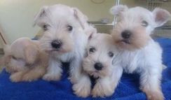 Schnauzer Sal e Pimenta, Branco e Preto Filhotes Lindos