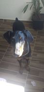 Vendo Doberman