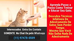 Aprenda Passo a Passo Como Treinar e Educar Seu Gato