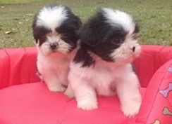 Shih Tzu Lindos