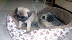 Filhotes de Pug