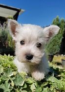 West Terrier Lindos Fihotes Disponiveis