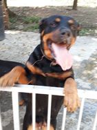 Filhotes de Rottweiler RJ