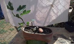 Bonsai Figueira