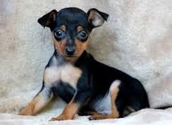 Cachorros Pinscher Miniatura