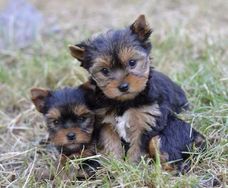 Disponiveis Belos Filhotes de Yorkshire Terrier