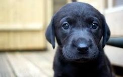 Labrador Preto