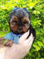 Filhotes Yorkshire Terrier (sa)