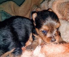 Yorkshire Terrier