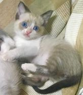 Fotos Similares: Ragdoll Lindos Filhotes 