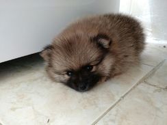 Spitz Alemão Macho (lulu da Pomerânia )