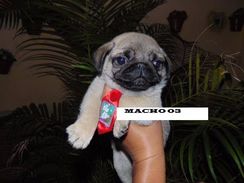 Pug Macho Disponivel