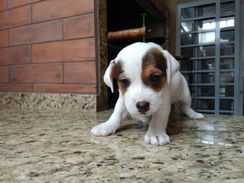 Fotos Similares: Jack Russel Filhotes Lindos 