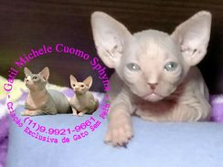 Sphynx (gato sem Pelo) Lindos Filhotes Whatsapp