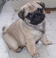 Pugs Pug Filhote Parcelo Filhotes