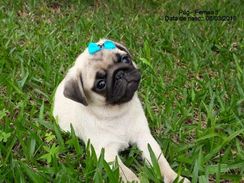 Fotos Similares: Pug Femea a Pronta Entrega Filhote p/ Quem Deseja Beleza Saúde e Quali 