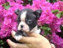 Fotos Similares: Boston Terrier 