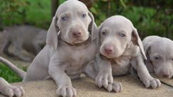 Fotos Similares: Weimaraner Filhotes 