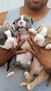 Filhotes de American Bully