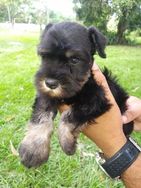 Shihtzu e Schnauzer Mini Disponíveis Seropedica