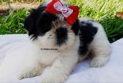 Shih Tzu Femea