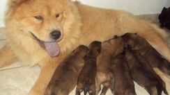 Chow-chow Lindos Filhotes