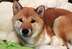 Shiba Inu Japonês