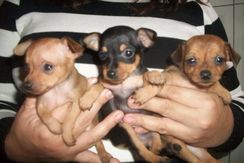 Pinscher Lindos e Apaixonantes