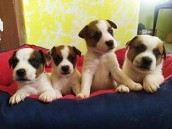 Filhotes de Jack Russel à Venda.lindos.cães Criados por Veterinária