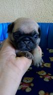 Pug Femea Disponiveis para Reserva