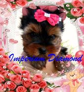 Fotos Similares: Lindos Filhotes de Yorkshire Terrier Disponiveis 