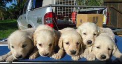 Fotos Similares: Golden Retriever Filhotes 