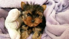 Yorkshire Terrier e Yorkshire Biewer