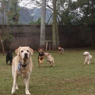 Hotel e Creche para Cães em SP