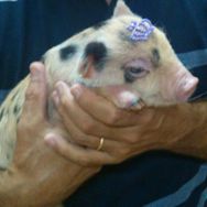 Fotos Similares: Mini Pig 