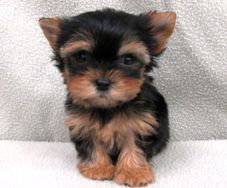 Temos Filhotes de Yorkshire Terrier Disponiveis