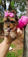 Lindos Filhotes de Yorkshire Terrier