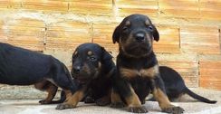 Filhote Rottweiler